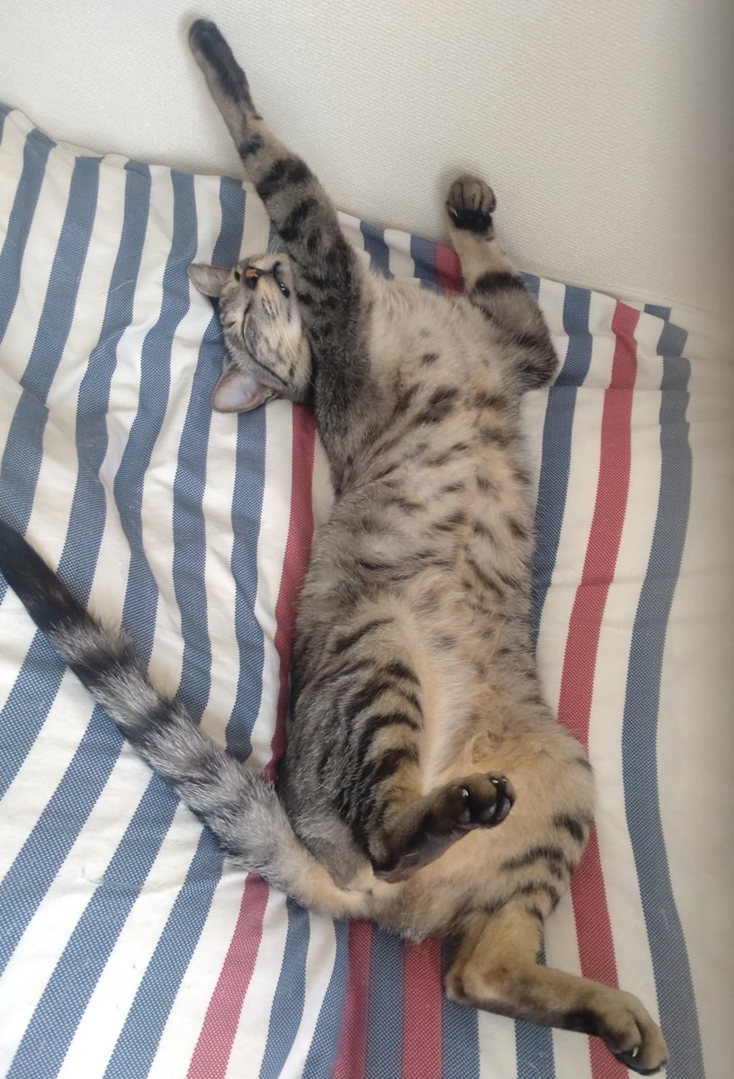 chikachan32's tweet photo. 次男坊「あと10分…寝かせて欲しいにゃ…」

 #ベッド強奪猫
 #焼きサバトラ猫
 #ヘソ天猫 https://t.co/zxQh7gwcOA