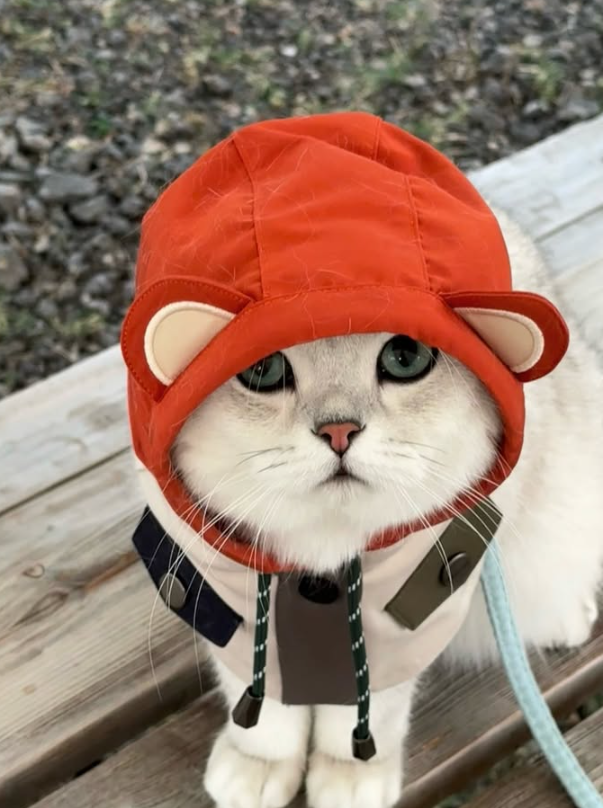 pipicat26's tweet photo. The orange hat is on. The leash is ready. Pipi has officially left Sofa Headquarters for another highly classified neighborhood mission. 🧡🐾

Tiny paws. Serious authority.
$皮皮 #PipiTheBoss #Solana https://t.co/djFlTQp4Bd