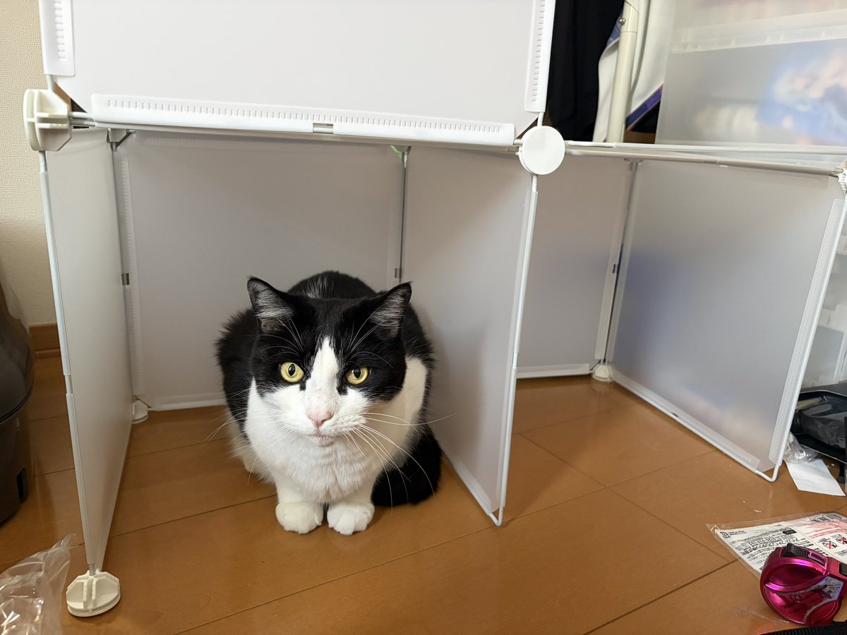 dandangoimpact's tweet photo. 猫の家にされたよね https://t.co/pw3bcNbJSf