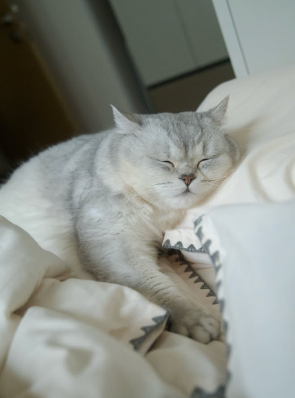 pipicat26's tweet photo. A Boss never sleeps. A Boss temporarily closes their eyes to develop the next master plan. 😴👑

Headquarters will reopen after the nap.
$皮皮 #PipiTheBoss #Solana https://t.co/HL74kYRtad