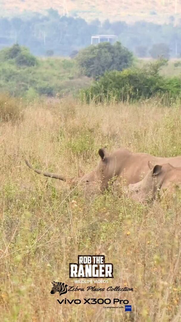 Robtheranger's tweet photo. White, or square-lip, rhino. Nairobi National Park
Filmed with the Vivo X300 Pro Photographer Kit from @vivo_mobile_kenya
#nowfilming
#vivox300pro
#vivox300prophotography
#nairobinationalpark
#zebraplainscollection
Check out these special safari off… https://t.co/Neanr5bdIm https://t.co/5oIbzDRf6s