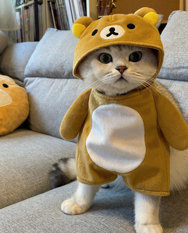 pipicat26's tweet photo. Pipi has entered Bear Mode. 🐻

The costume is soft, the expression is serious, and the authority remains completely unchanged. Welcome to the cutest department at headquarters.
$皮皮 #BossClub https://t.co/KyvQsBg6Tk