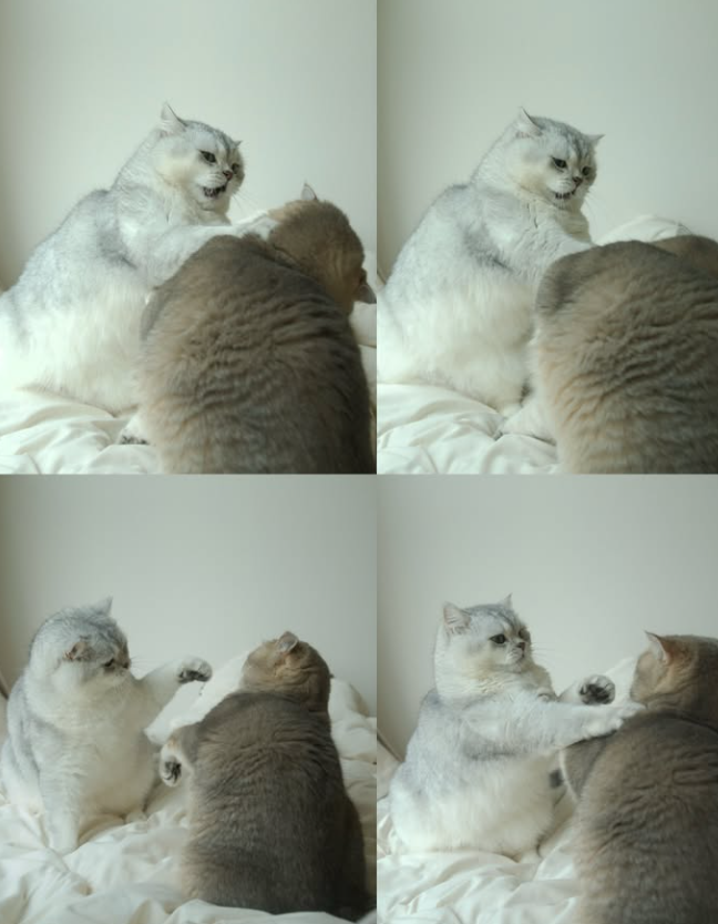 pipicat26's tweet photo. Every successful headquarters has meetings. Some meetings involve strategy. Others involve two bosses arguing over who owns the bed. 😾🥊

Pipi always gets the final word. https://t.co/2dtPErkgfN