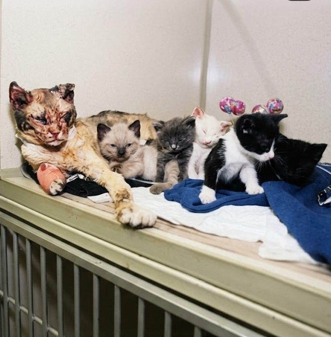 DogeDotApt's tweet photo. Inspired by $Scarlett, the brave mother cat who ran into a fire 5 times to save her kittens.
Help us take this to the moon🚀 

70% of collected fees will go toward real cat care & shelter donations to keep her hero spirit alive. Join the movement! 🔥🐾
@base @dwr @jessepollak 

https://t.co/BLVluFDGK5