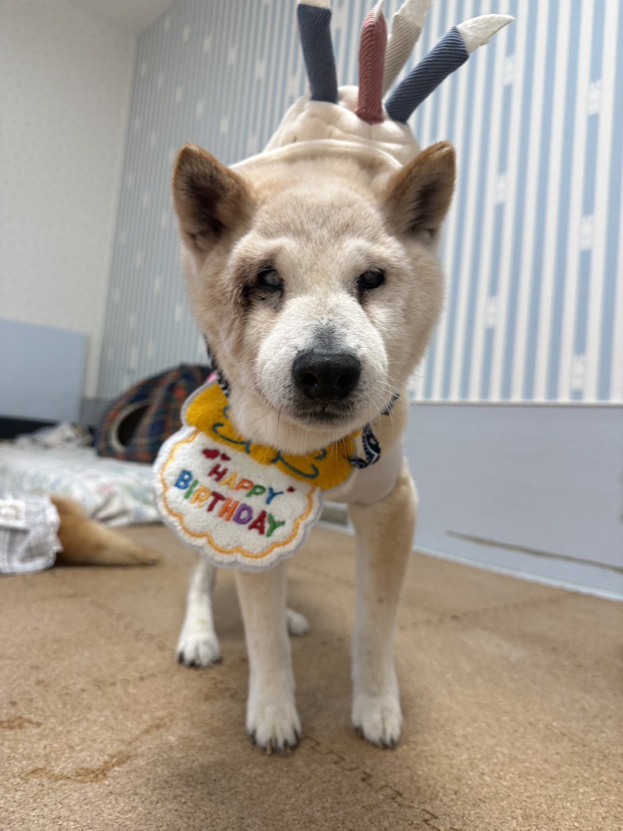 daigolotus's tweet photo. 今日は風太くん19歳のお誕生日🎂✨
そしてなんと今月は、りゅうのすけくんも18歳のお誕生日です🎉
仲良しコンビのふたり、おめでと～～う👏
年齢なんて感じさせないくらい元気いっぱいで とっても食いしん坊さん🎶
これからもいっぱい食べて よく眠って 毎日楽しく過ごしてね💫
#老犬介護  #老犬ホーム https://t.co/V3VcxXznZd