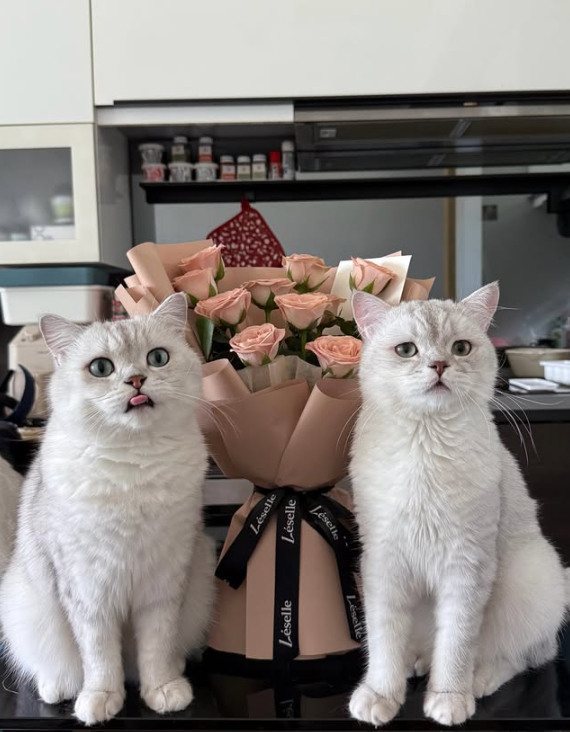 pipicat26's tweet photo. Flowers for the management team. 🌹

Pipi and the deputy Boss have reviewed the bouquet and accepted it on behalf of the entire household.
$皮皮 #BossClub #Solana https://t.co/PQfj3GGE5v
