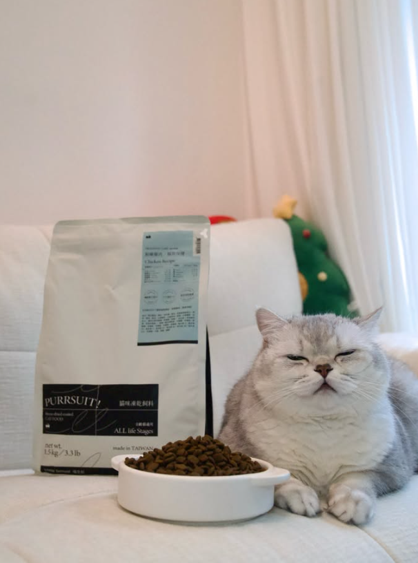 pipicat26's tweet photo. Pipi does not simply eat dinner. Pipi supervises nutrition, packaging, bowl placement, and serving standards. 🍽️👑

The food passed inspection—barely.
$皮皮 #PipiTheBoss https://t.co/5bqLKVqQ4c