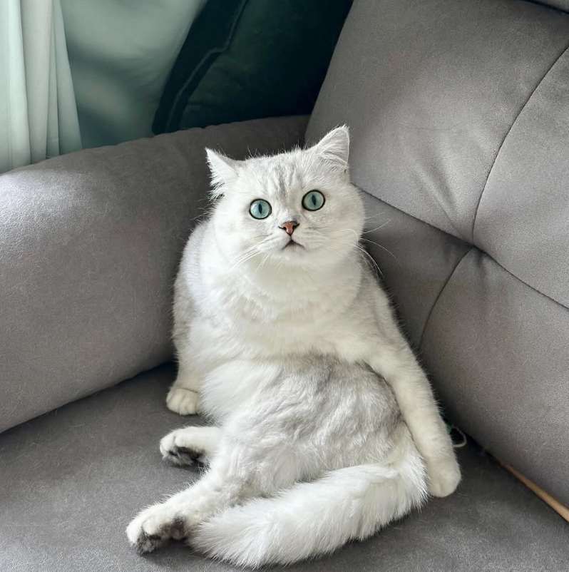 pipicat26's tweet photo. No meetings. No patrols. No unnecessary movement.

Today’s mission is to occupy the biggest chair and look surprised when anyone asks Pipi to move. 🛋️🐾
$皮皮 #BossEnergy https://t.co/tblHovWz7Z
