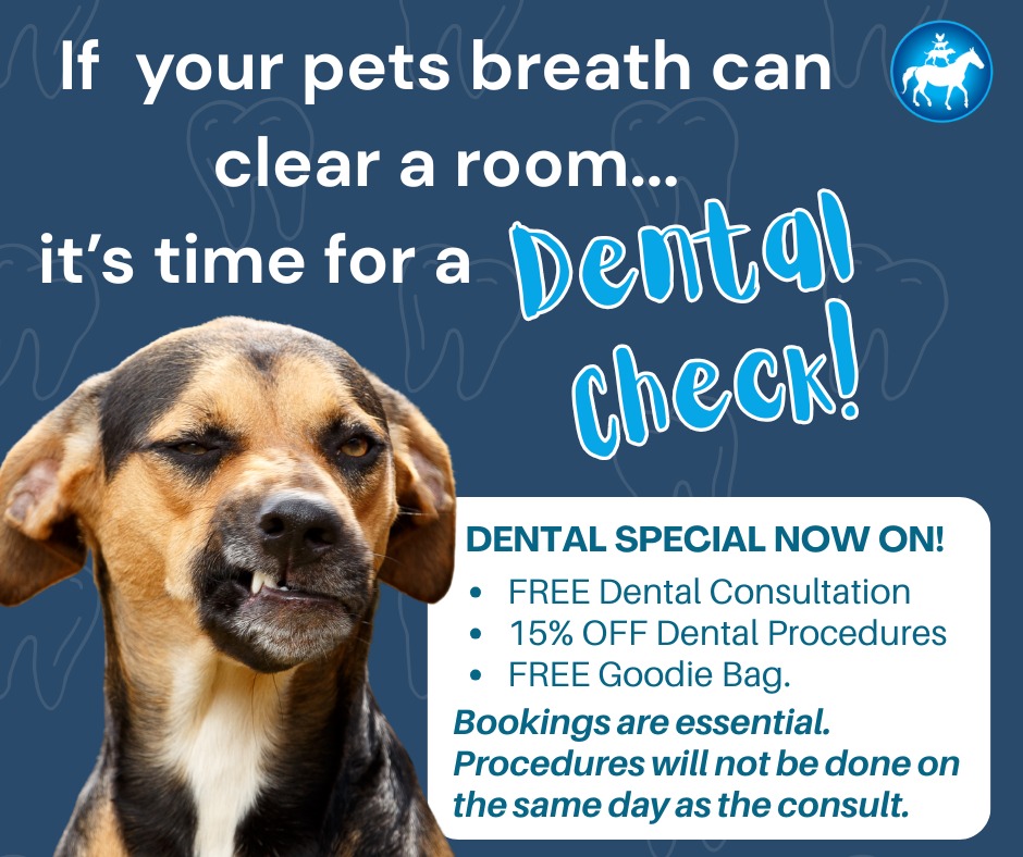 SaidFundraiser's tweet photo. 🦷 Is your pet's bad breath a warning? 🐾 FREE Dental Consultation + 15% OFF Procedures + FREE Goodie Bag! Book now! https://t.co/x8onDBCDdS