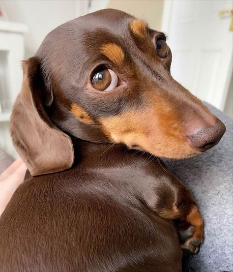 Dachsundlovers's tweet photo. 🐶👀 “I didn't say anything… but my eyes say it all! 😅🤎” #Dachshund #FunnyDog #DogEyes #CuteDog #DogLovers 🐾 https://t.co/oij81p8hab