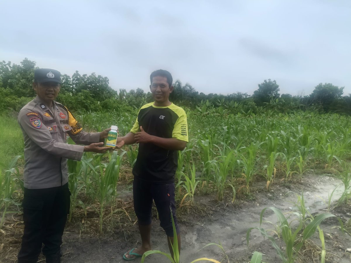 standbay21's tweet photo. Bhabinkamtibmas Kampung Rawang Kao Aiptu Wandry Polsek Lubuk Dalam Polres Siak Polda Riau Cek tanaman jagung pipil dan Menyerahkan bantuan Obat hama.
#ketahananpangan  #swasembadapangannasional #bidhumaspoldariau #greenpolicing #humaspolressiak https://t.co/3euQONJ6w0
