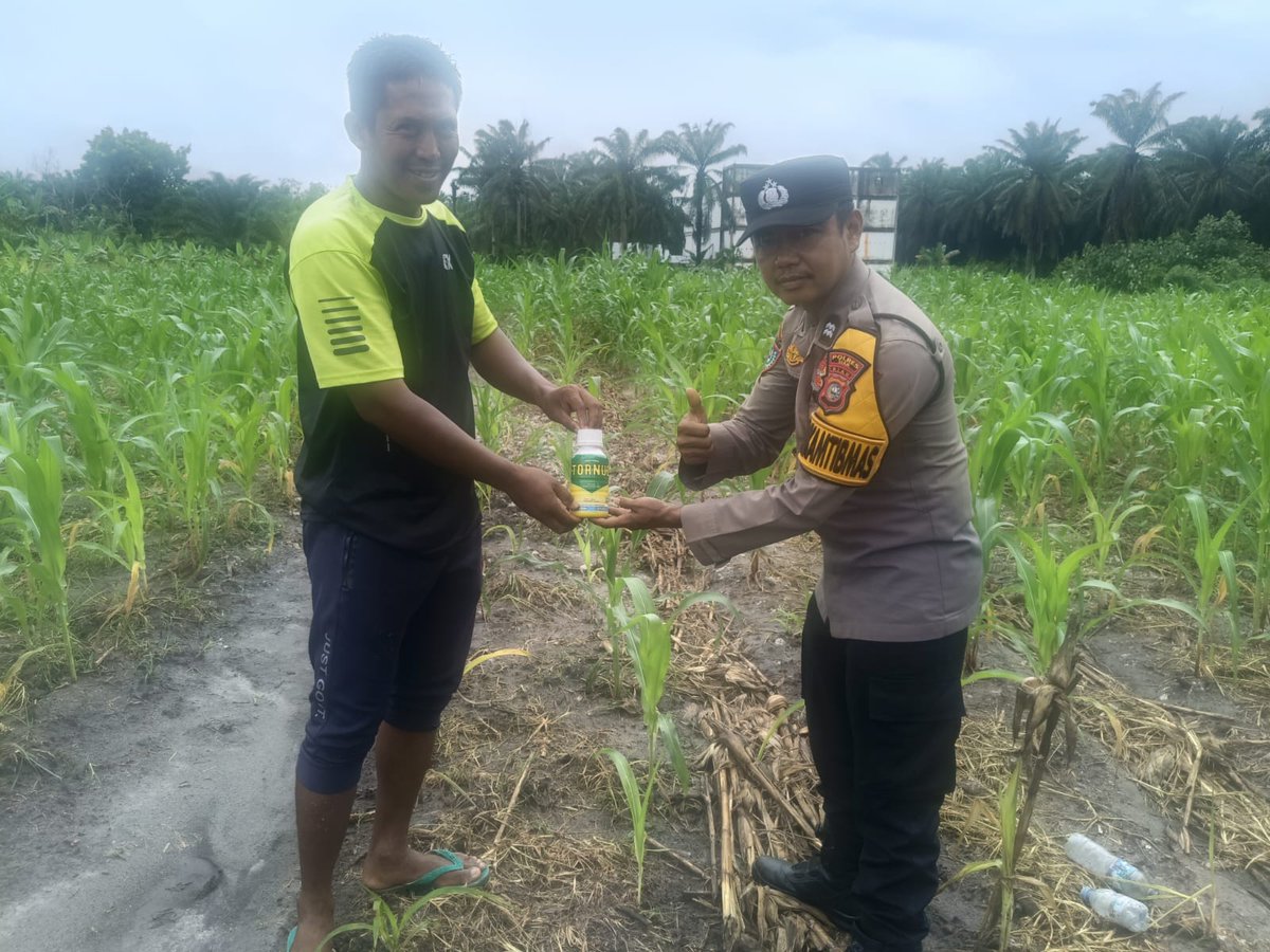 standbay21's tweet photo. Bhabinkamtibmas Kampung Rawang Kao Aiptu Wandry Polsek Lubuk Dalam Polres Siak Polda Riau Cek tanaman jagung pipil dan Menyerahkan bantuan Obat hama.
#ketahananpangan  #swasembadapangannasional #bidhumaspoldariau #greenpolicing #humaspolressiak https://t.co/3euQONJ6w0