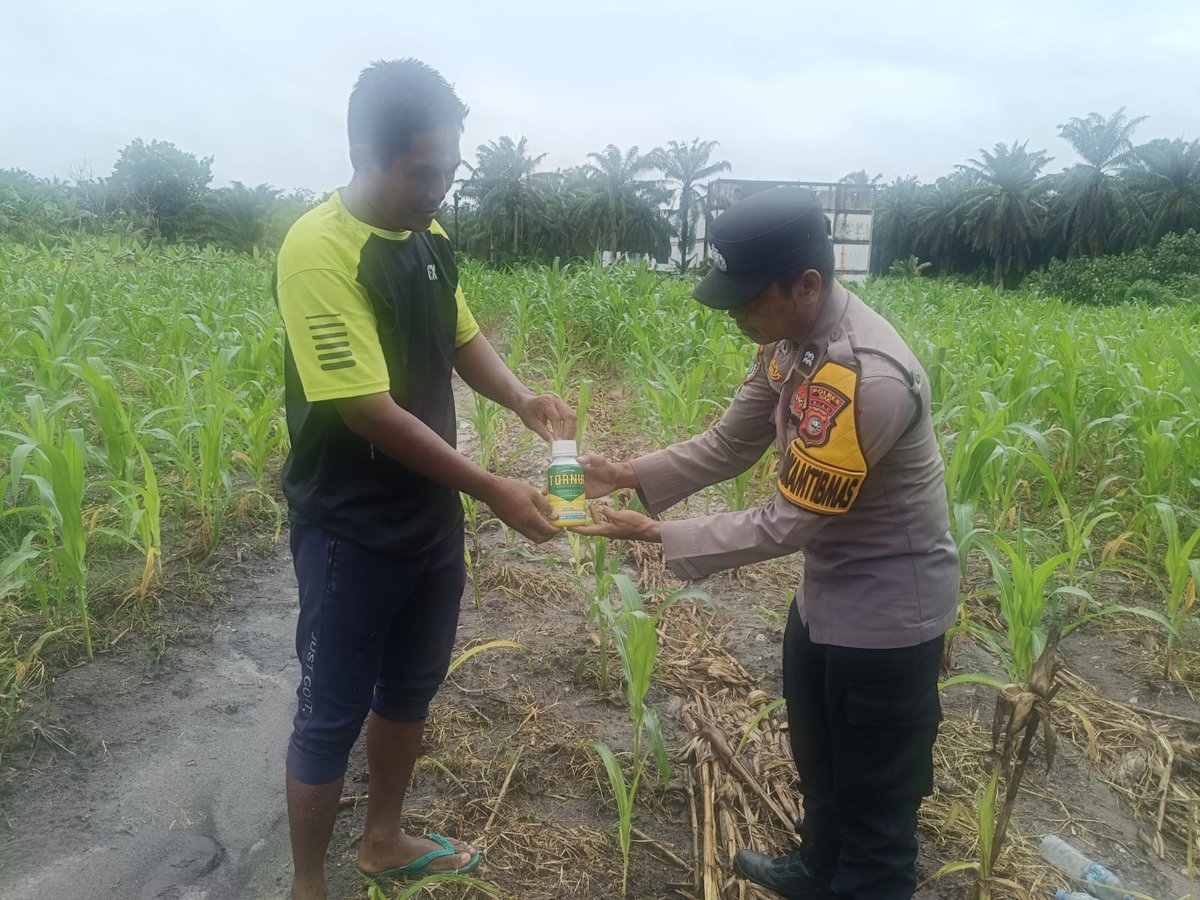 standbay21's tweet photo. Bhabinkamtibmas Kampung Rawang Kao Aiptu Wandry Polsek Lubuk Dalam Polres Siak Polda Riau Cek tanaman jagung pipil dan Menyerahkan bantuan Obat hama.
#ketahananpangan  #swasembadapangannasional #bidhumaspoldariau #greenpolicing #humaspolressiak https://t.co/3euQONJ6w0