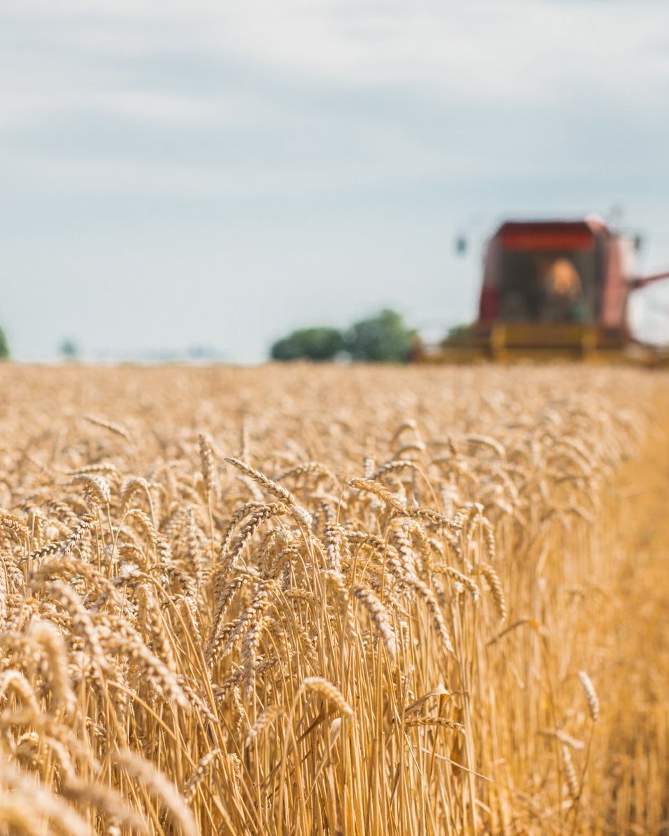 NitraSol's tweet photo. Nitrasol liquid fertiliser is built around one thing: consistent nutrition, every pass, every field. 

As winter wheat is harvested across the UK, that consistency is showing up where it matters most.

Want to learn more about Nitrasol?
🔗 https://t.co/Zik0nZiUnW https://t.co/oFQxt4be7o