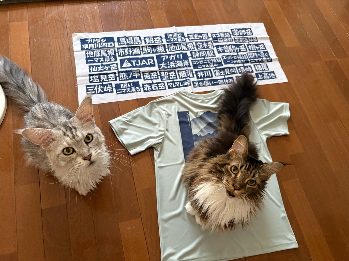 picminic's tweet photo. 広げたら乗るあるある🐱🐱
あと10日ですね
#TJAR
#TJAR2026 https://t.co/Hv2wCpzl96