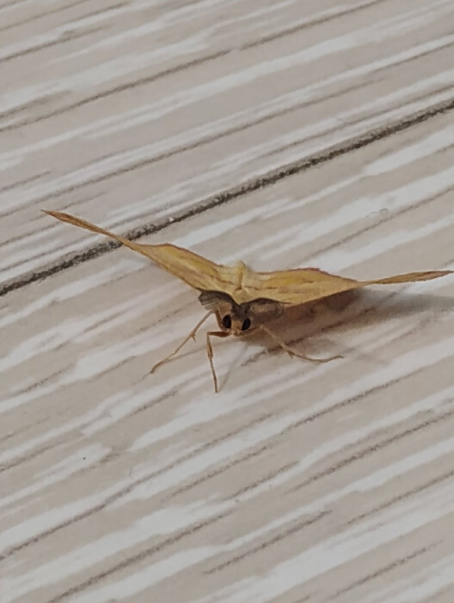 That1kuledud's tweet photo. Found a cool lookin moff https://t.co/ZCyCbxXOTd