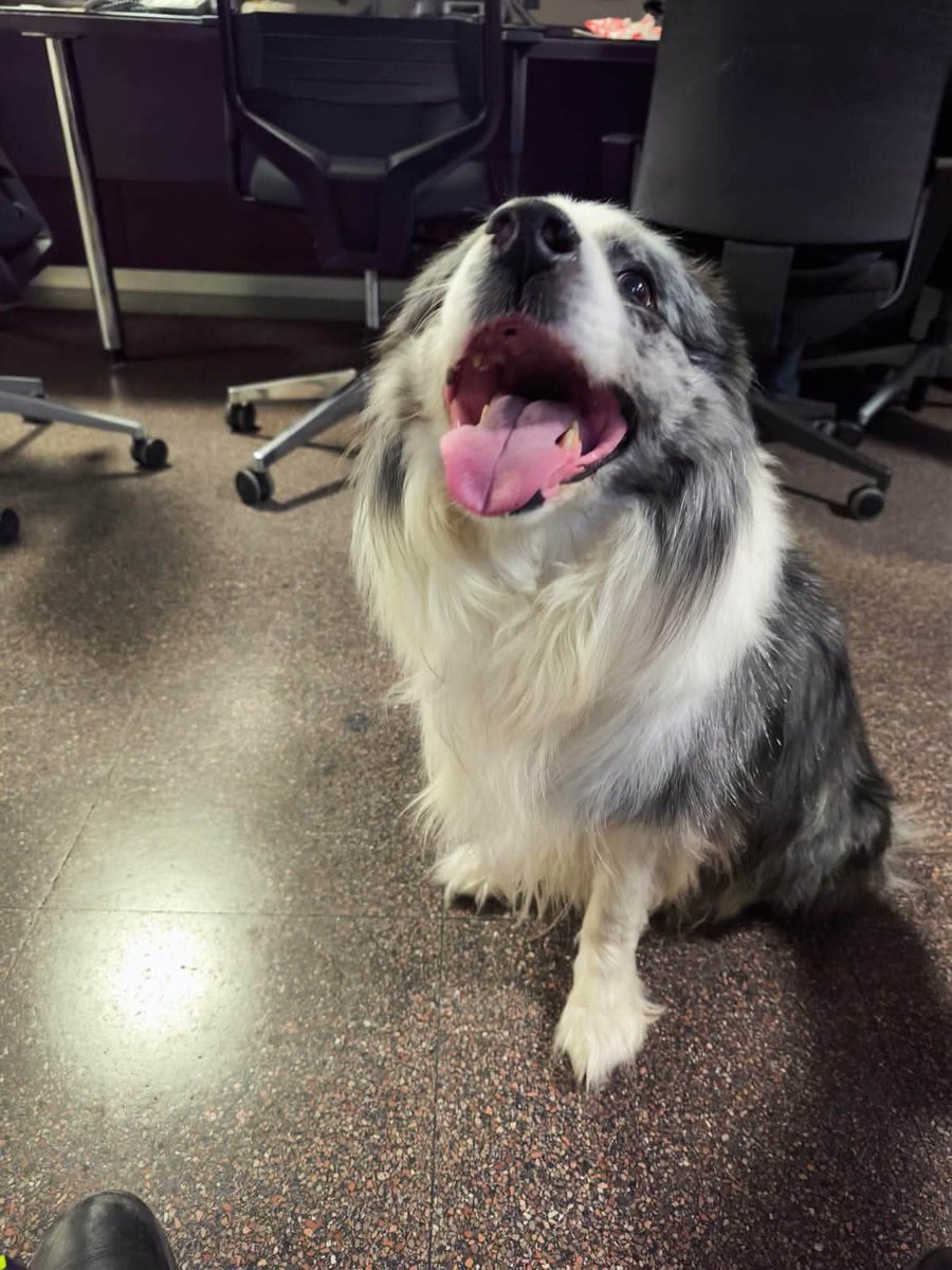 areagossosbdn's tweet photo. 🆘🆘¡¡ ATENCIÓN!!🆘🆘
Ayer fue encontrado este perro en el barrio #Buenavista #Badalona
Fue recogido por los bomberos.
Por si lo estáis buscando, contactar con ellos.
Máxima difusión.
📣📣📣
#XarxaBarcelonaPerduts
#FemXarxa https://t.co/TghZWJM9kV