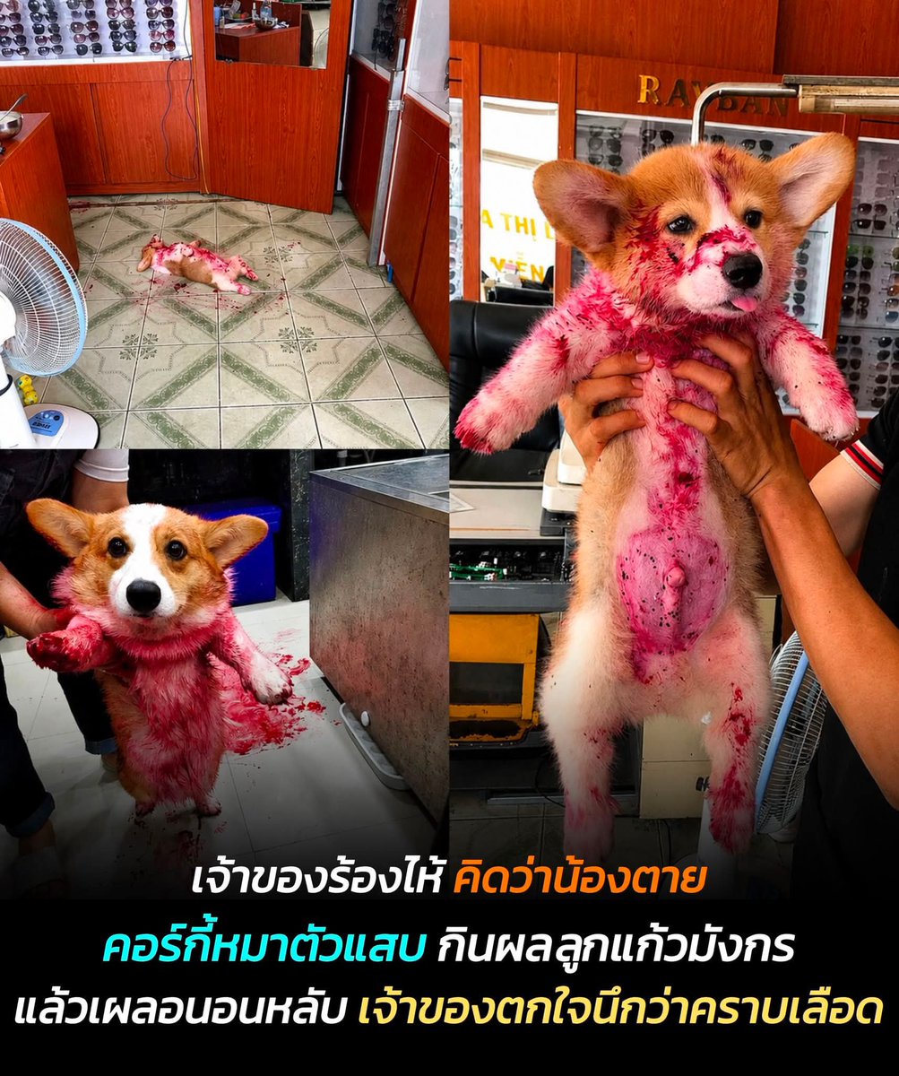 RungtiwaAo's tweet photo. จะร้อง นึกว่าน้องเจ็บหนักโดนทำร้าย 🫪 จอมซนเฮ้ย https://t.co/zxZ9vcQfwg
