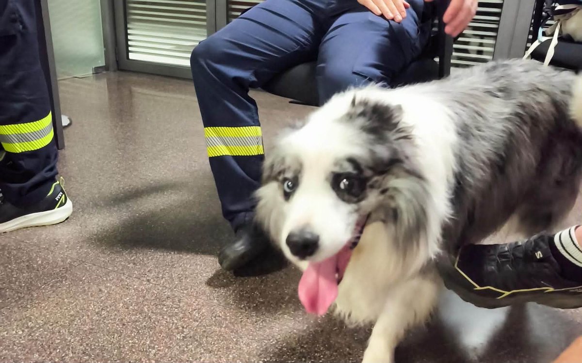 areagossosbdn's tweet photo. 🆘🆘¡¡ ATENCIÓN!!🆘🆘
Ayer fue encontrado este perro en el barrio #Buenavista #Badalona
Fue recogido por los bomberos.
Por si lo estáis buscando, contactar con ellos.
Máxima difusión.
📣📣📣
#XarxaBarcelonaPerduts
#FemXarxa https://t.co/TghZWJM9kV