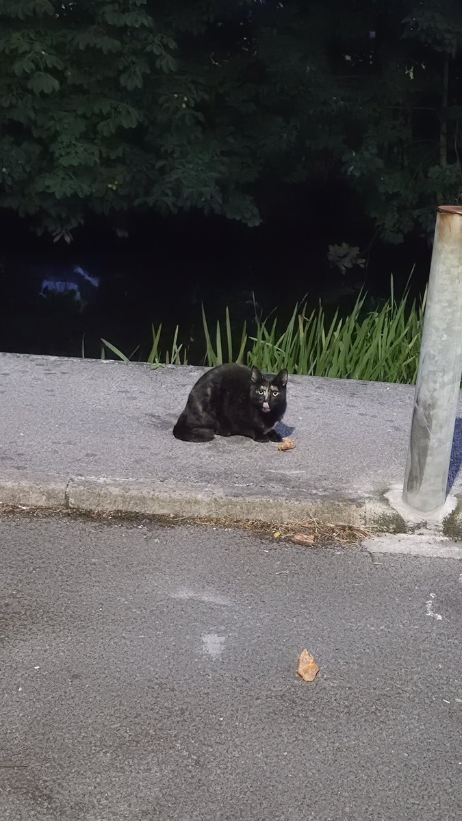 mylastsatoshi's tweet photo. Vicar finds the cat in the loft.
“Who put that among the pigeons?!”
“The dog,” says the wife.
#Joke #NoJoke #Tripwire #Ireland https://t.co/W7y96f0ksh