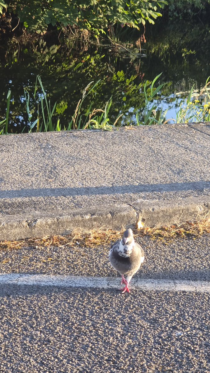 mylastsatoshi's tweet photo. Vicar finds the cat in the loft.
“Who put that among the pigeons?!”
“The dog,” says the wife.
#Joke #NoJoke #Tripwire #Ireland https://t.co/W7y96f0ksh