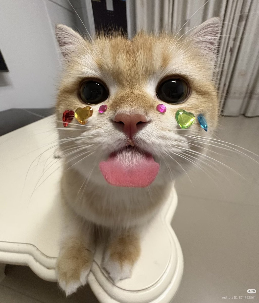 nocontextscats's tweet photo. 😛😛😛 https://t.co/evbJdqZg0k