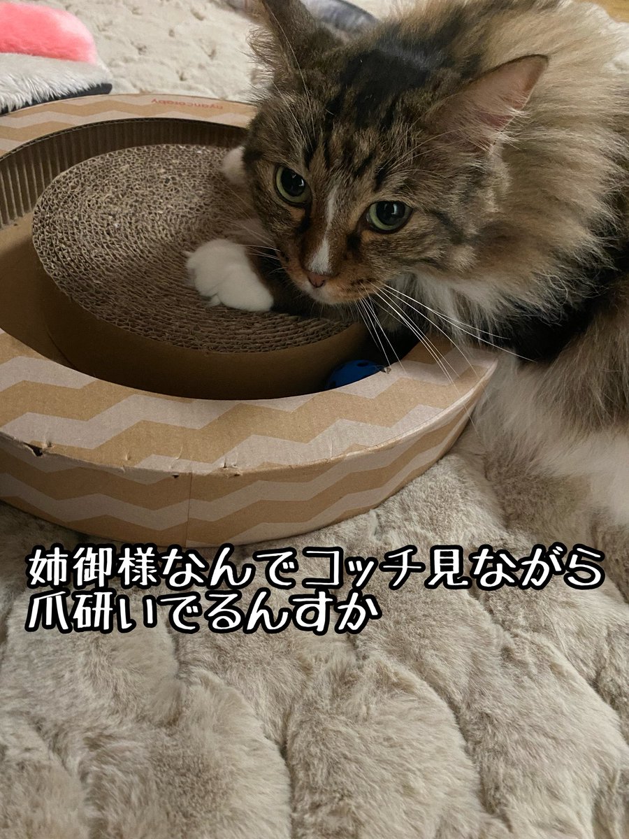 姉御様？⊂((・x・))⊃