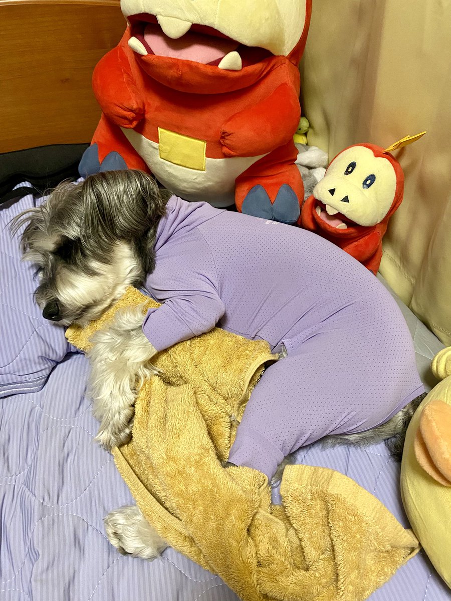 datechaki's tweet photo. お腹を蚊に刺されてしまい、しばらくはロンパース生活🐶

…可愛い。笑💕
同化してる🤣🤣

凍ったペットボトルかなり涼しいみたいで、毎日抱きしめて寝てます。笑😆
#ミニチュアシュナウザー
#犬のいるくらし https://t.co/blZgDZqlEi
