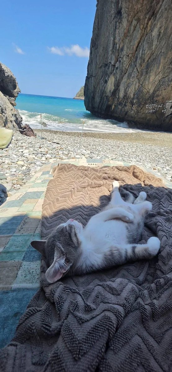 AMAZlNGNATURE's tweet photo. Oh to be a cat spending the day at the beach https://t.co/HASmivz5tN