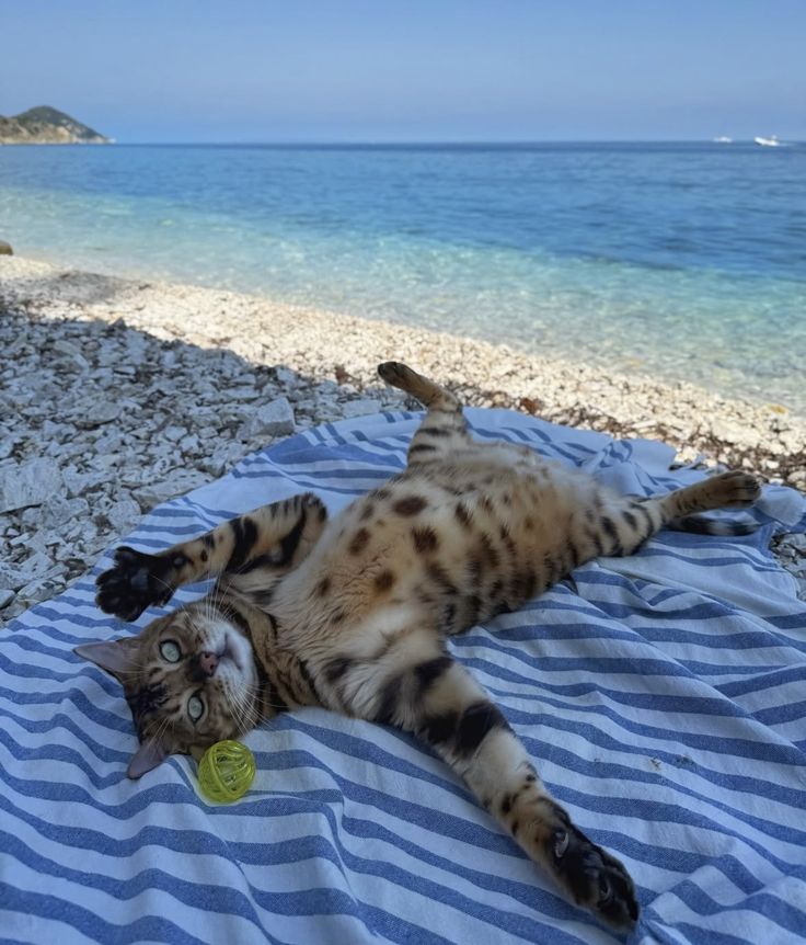 AMAZlNGNATURE's tweet photo. Oh to be a cat spending the day at the beach https://t.co/HASmivz5tN