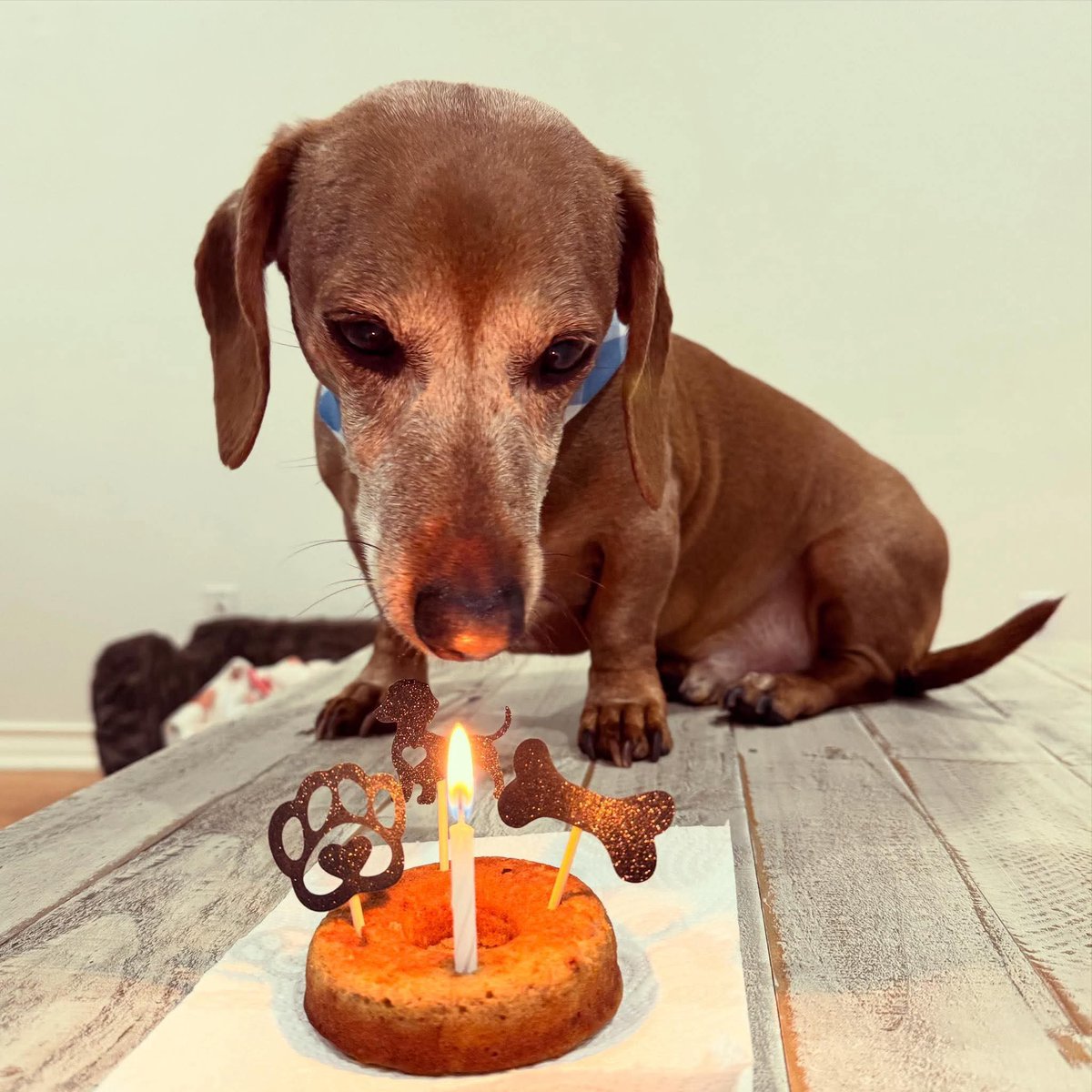 Dachshund__Love tweet picture