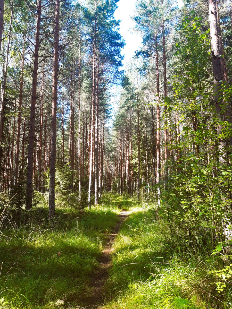 RoboScottTT's tweet photo. I love the back half of July, when Summer's "complete". Nature's green is at its deepest, and light comes someway softer. It's my favorite time of the year. https://t.co/syug8KHjsl