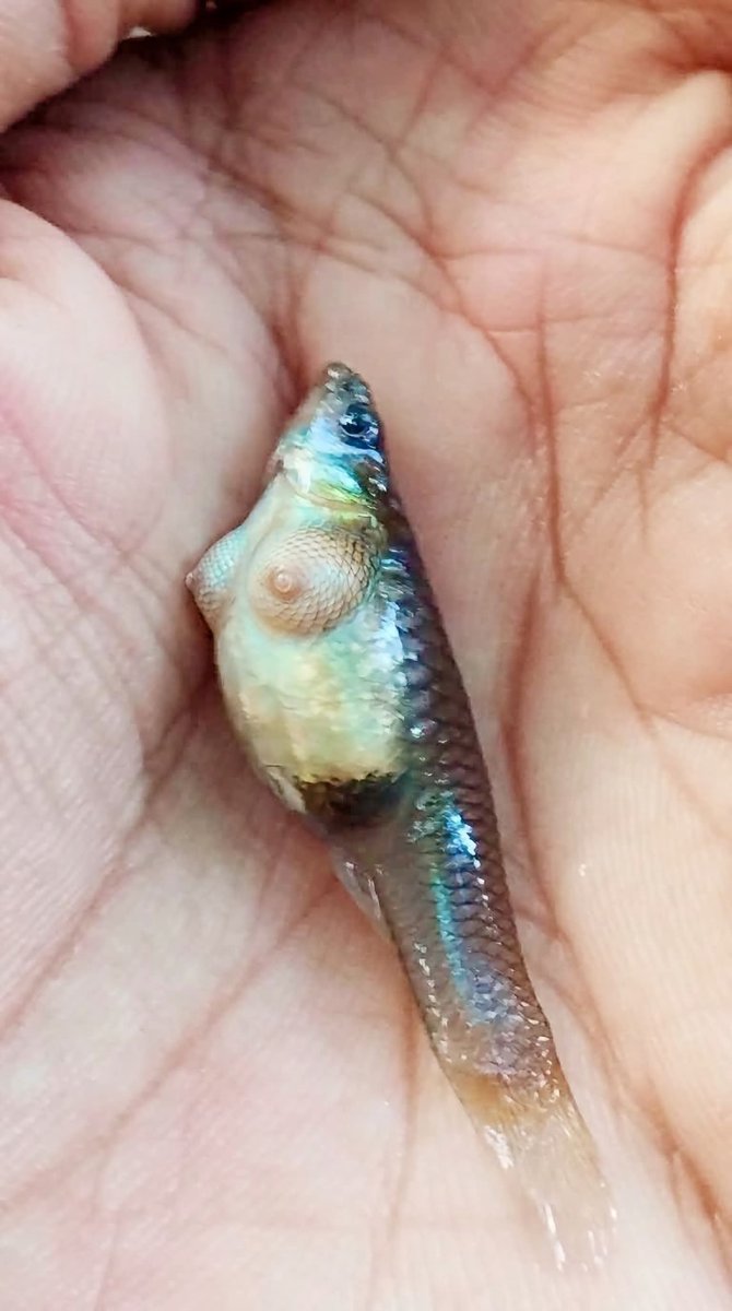 Carlyesteh12's tweet photo. Hasil mancing, mending di goreng apa di pepes nih? https://t.co/0IoI6KdO2G