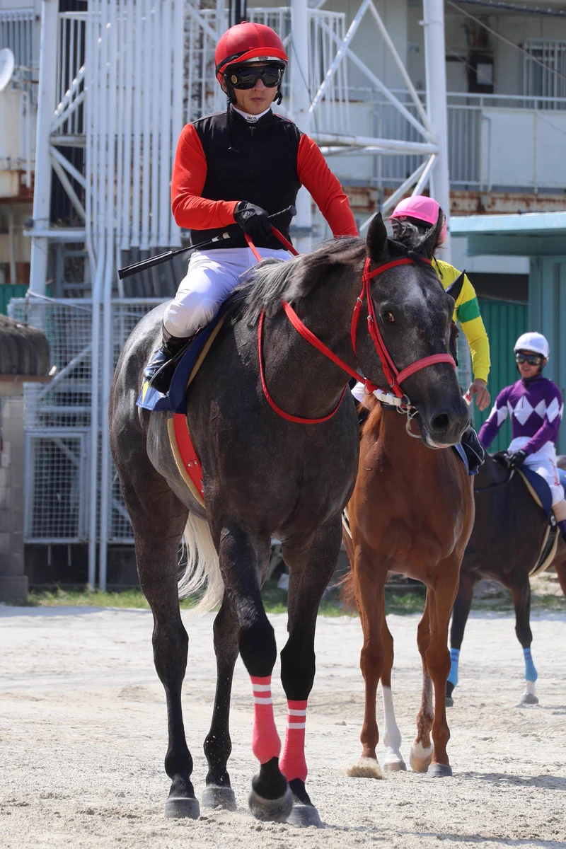 スポーツ報知・地方競馬担当 on X: 