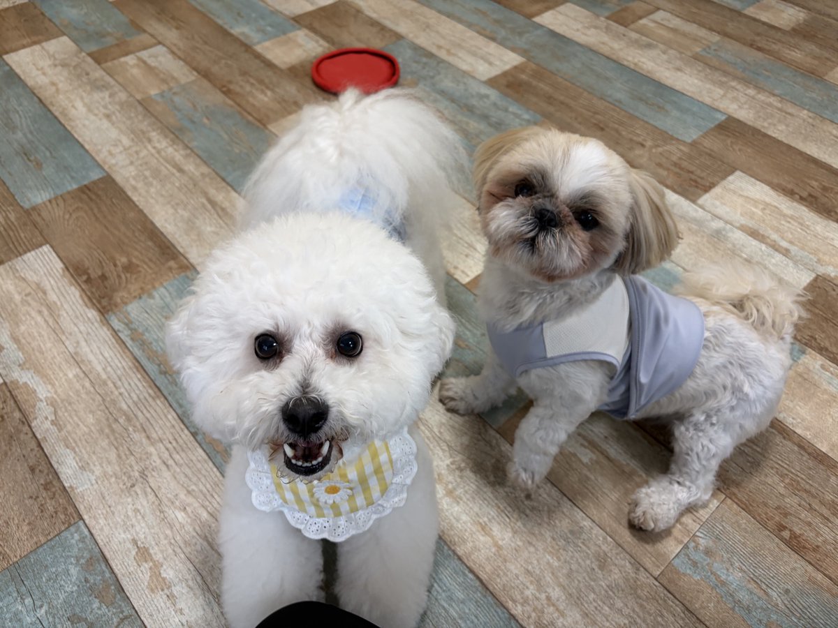 wankuruhouse's tweet photo. 本日のブログ更新しました  https://t.co/xcHHpTVz1s #wankuruhouse #pethotel #doghotel #ペットホテル　＃シーズー　＃ポメ　#マルプー　#ボストン　＃トイプー　＃ビション https://t.co/O8t2gbiQ9O