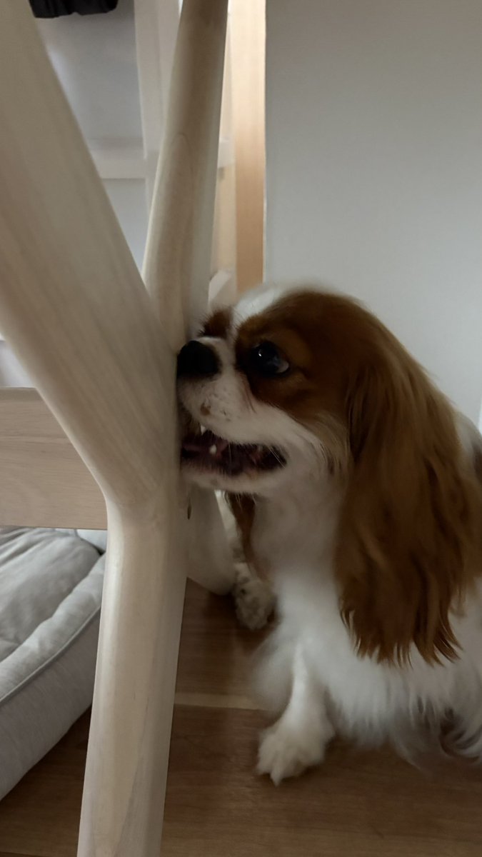 olive_cavalier's tweet photo. 机食べないよ https://t.co/Nrp3GjxniE