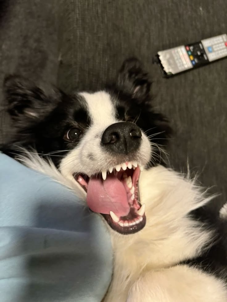 Dogslover41y's tweet photo. Happy belly up smile 😁🐕 https://t.co/AsHewFPu0I
