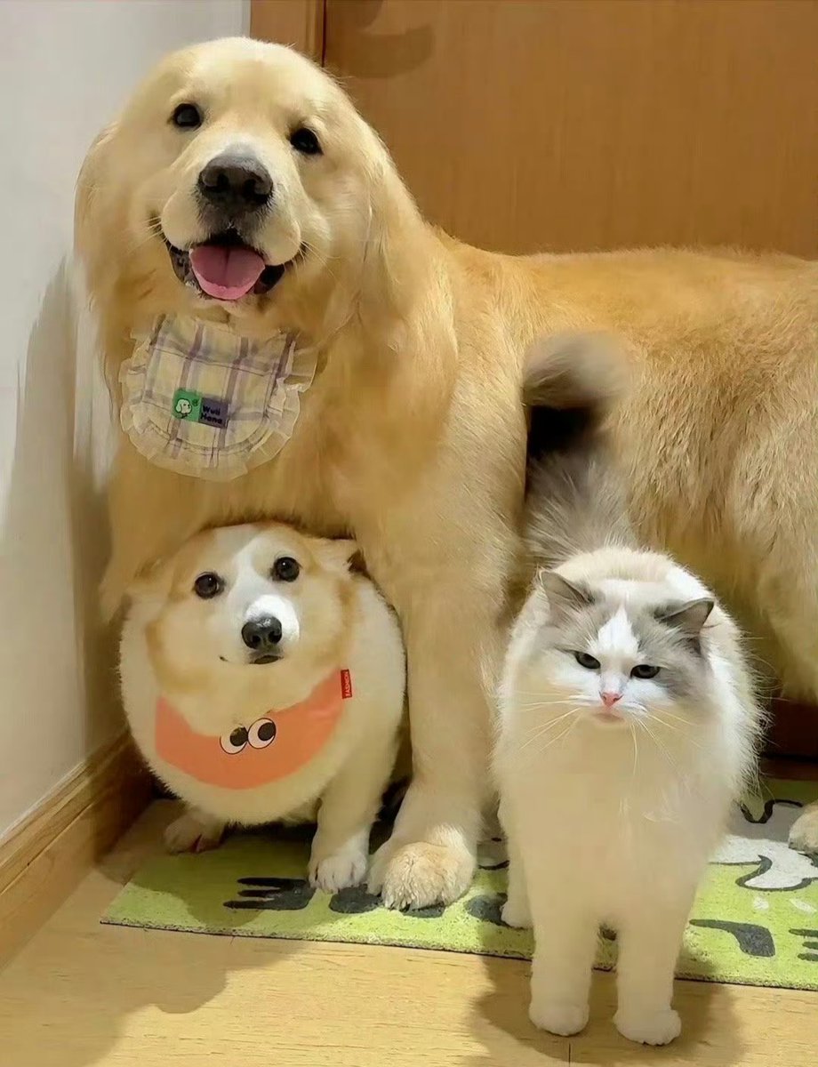 SheilahCrou2mm's tweet photo. Nothing beats coming home to a wagging tail and a purr that feels like a warm hug. My fur baby turns every ordinary day into a happy one. https://t.co/poSbJrPuWi