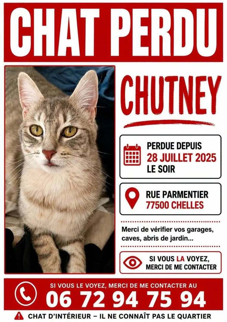 vigipets's tweet photo. 🟠 🐱 Chat perdu le 27/07/2026 à Chelles (77500).
Race : Européen / Âge : 1 an(s)
Chutney / Femelle / Identifié(e) : Oui

☎️ 0672947594
📧 cedric.fontaine@mailo.com

#chatperdu #chattrouve #chat #perdu #trouve https://t.co/M3ybVA3Srv