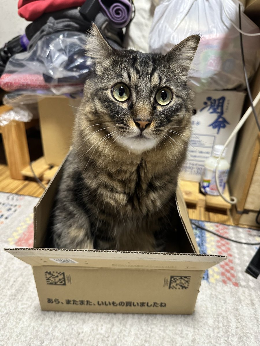 zakikao21's tweet photo. 地震で猫が脱走した可能性があります。
家の中もまだ探しきれてないので、分からないのですがもし下記の地域で見かけたらご連絡いただけると嬉しいです。

八代市大村町、上野町、海士江付近
 #八代市 https://t.co/MbGyV0Kcfp
