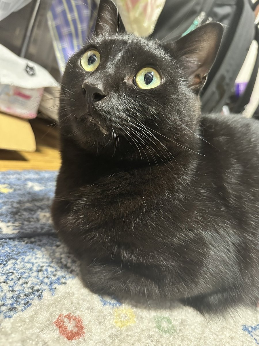 zakikao21's tweet photo. 地震で猫が脱走した可能性があります。
家の中もまだ探しきれてないので、分からないのですがもし下記の地域で見かけたらご連絡いただけると嬉しいです。

八代市大村町、上野町、海士江付近
 #八代市 https://t.co/MbGyV0Kcfp