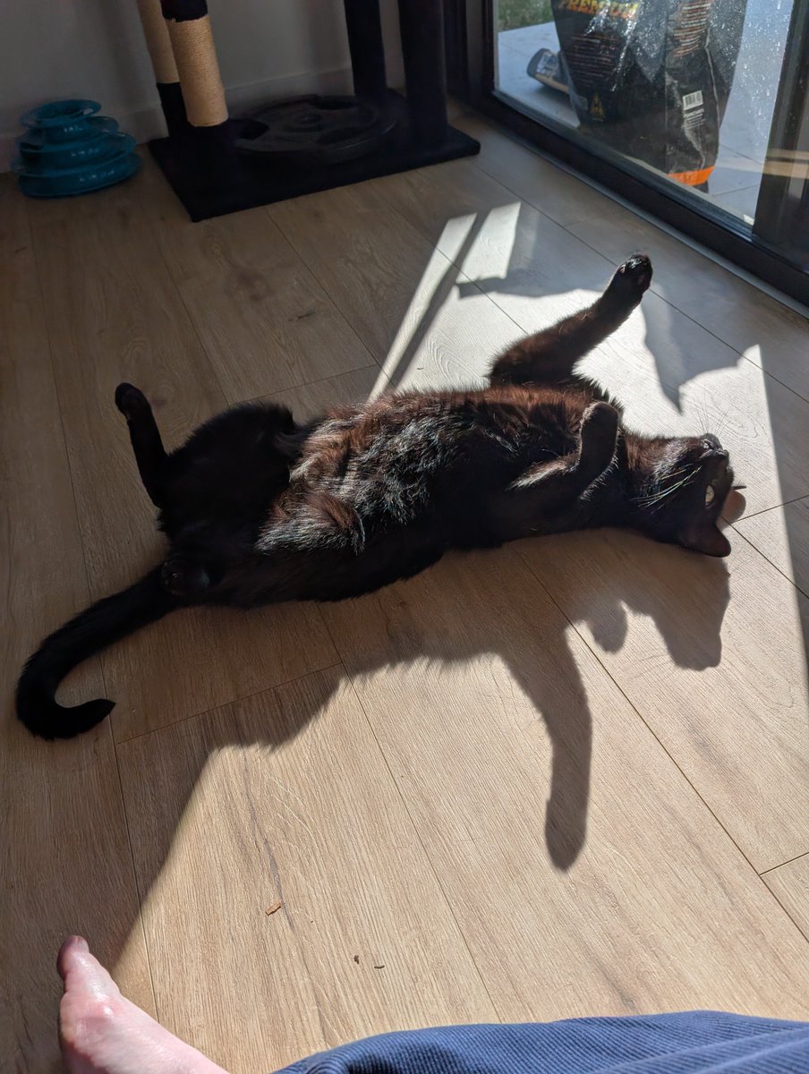 mrsdarak's tweet photo. My kitty is Soo goofy but cannot help but love him Soo much https://t.co/WFQICQ9bo8