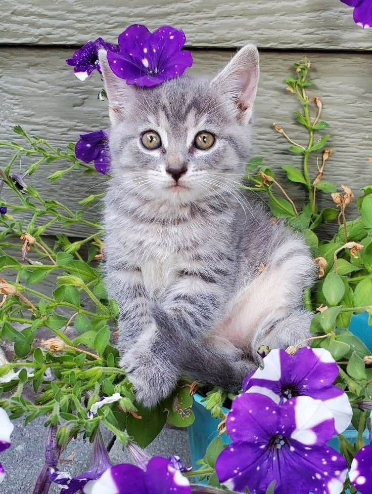 ALEJANDRAPobeda's tweet photo. 🍃🟣🩶🍃
#CatsLover .... #kawaiicat .... #CATDOG ..... #Cutekitten 🍃🟣🩶🍃 https://t.co/plVU9wzPY2