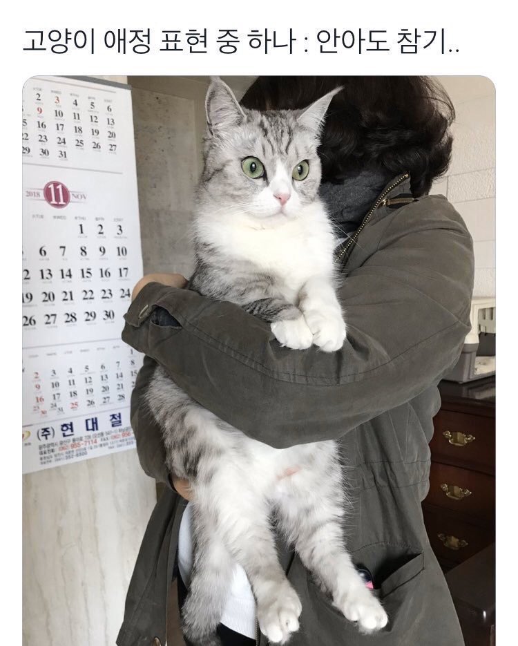 1seyke's tweet photo. 이거같다
고양이 애정표현: 안아도 참기 https://t.co/bRd63pDGD4