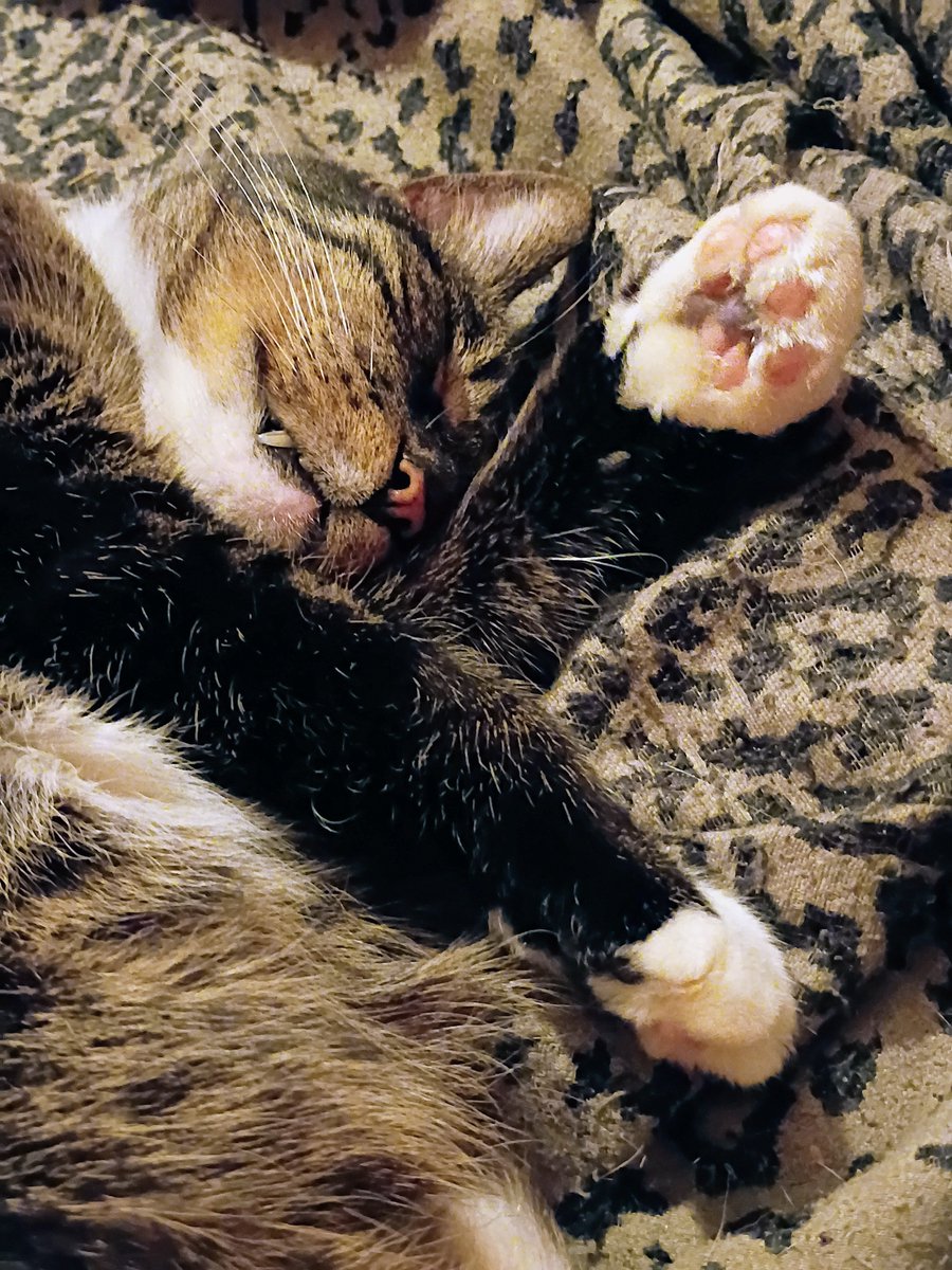 CapVoxsKitten's tweet photo. @VorosTwins My Toebeans. May he rest in peace. 💔 https://t.co/92JIw3HpV1