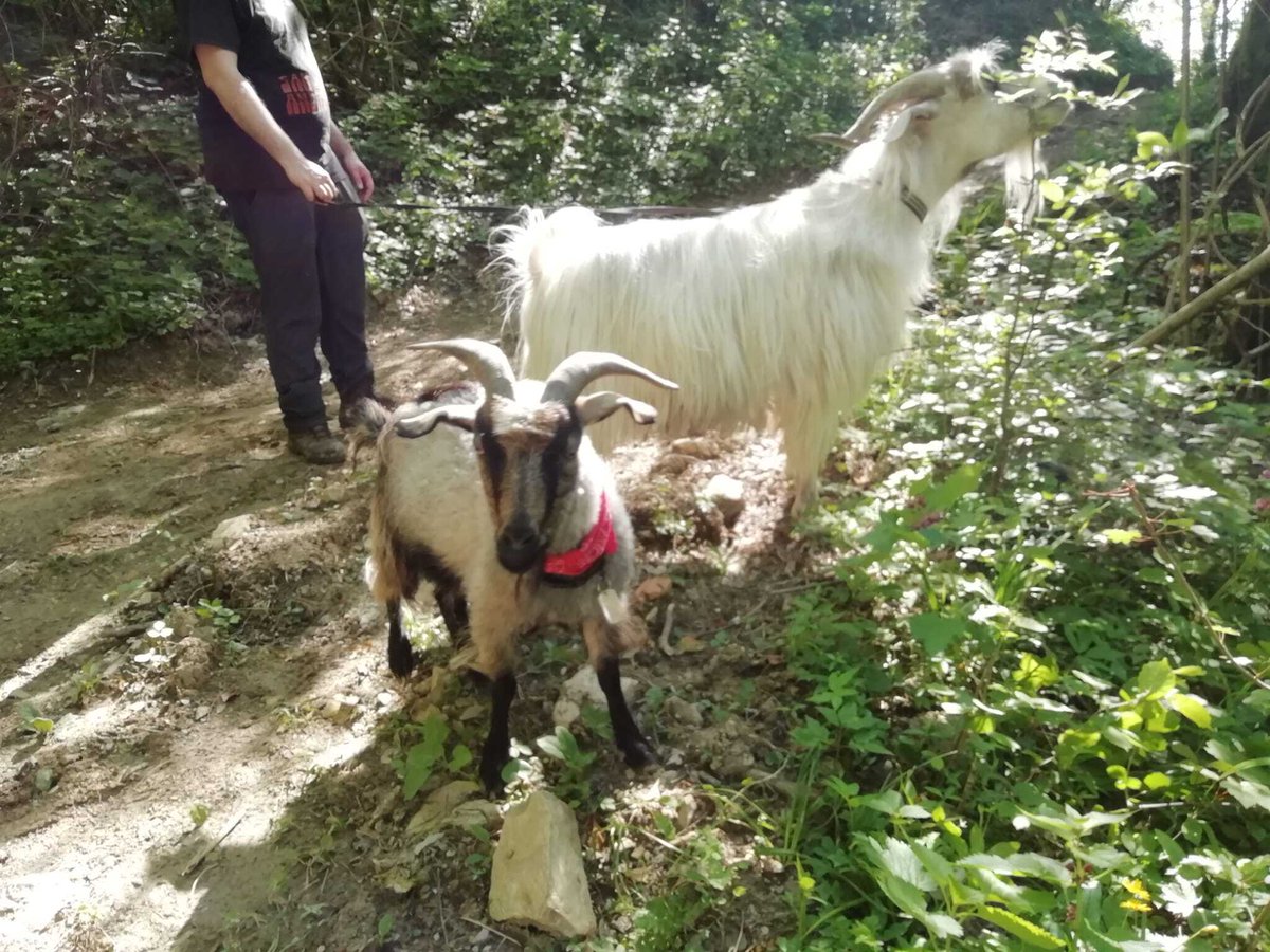 parcoDF's tweet photo. Il percorso del Sentiero dei Landris conduce ad un ambito naturalistico molto particolare, caratterizzato da ambienti segnati dalla presenza di vecchi insediamenti.
Qui a passeggio con le caprette in mezzo alla Natura.
Ph. Lisetta Totis
#camminare #parchinaturali https://t.co/zQvzogjrfP