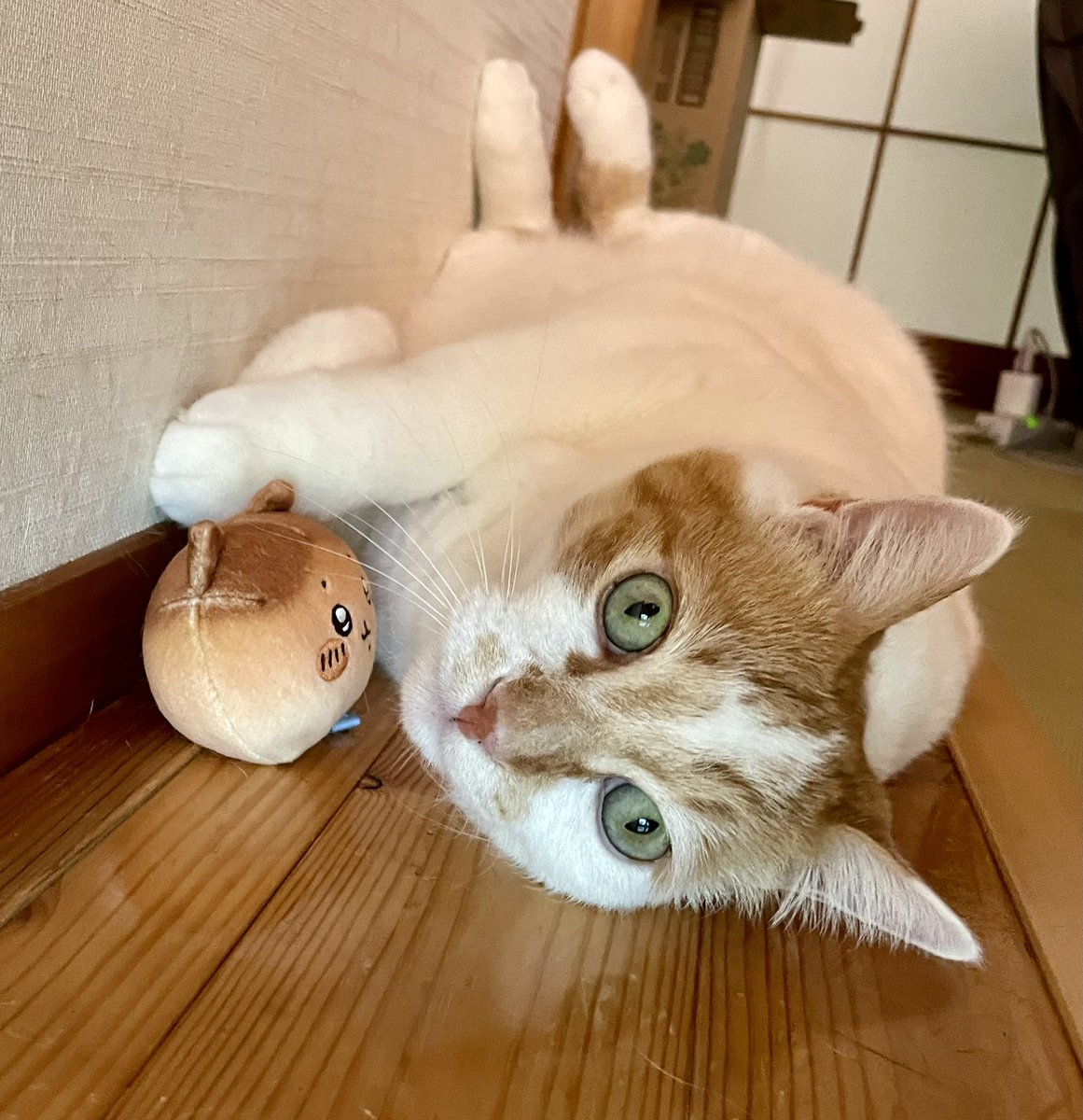 sawolist's tweet photo. こんにちは😊

おめめらんらんなきなぺー( ΦωΦ ) https://t.co/oPbNl0D1Uq