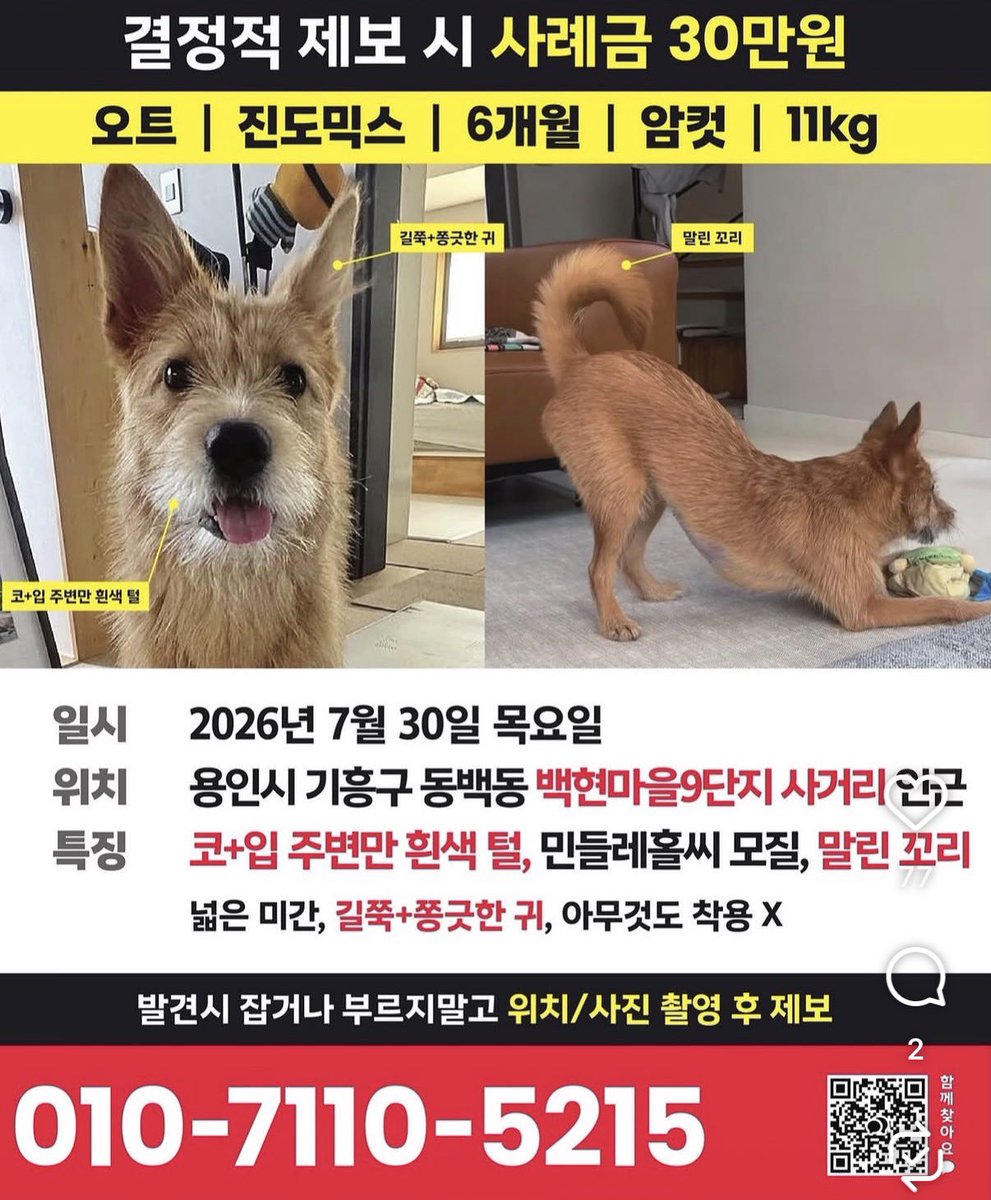saramdangdang2's tweet photo. 용인시 기흥동 강아지를 찾습니다! 🆘 https://t.co/p8z2GFC5FK