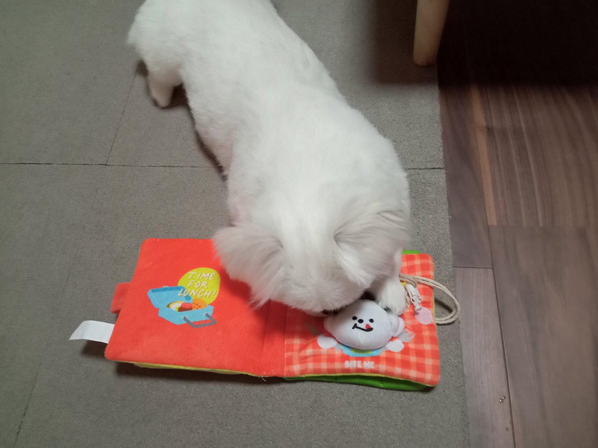 punch6554's tweet photo. わたあめアップルパイをハムハムしてましたよ。 https://t.co/62BVubAfYx