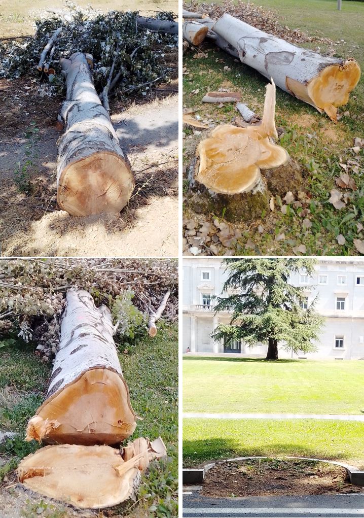 SOSterritorios's tweet photo. La #UniversidadPrivada @unav se alía con el @Pamplona_ayto para ejecutar #Arboricidios sistemáticos y lo llaman #Renaturalizar el #Campus y eliminación de #Riesgos.
Son unos cínicos, no paran de mentir y talar.
El verdadero y gran riesgo son sus presuntos #Técnicos y #Jardineros. https://t.co/16iZKlH6po
